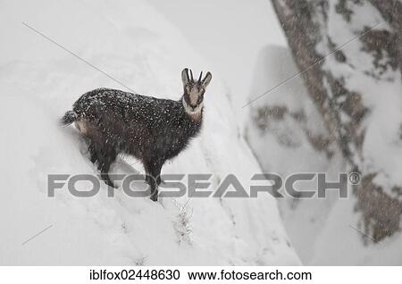 "Chamois (Rupicapra rupicapra) during heavy snowfall in front of a rock wall, Tyrol, Austria, Europe" View Large Photo Image Stock Image - "Chamois (Rupicapra rupicapra) during heavy snowfall in front of a rock wall, Tyrol, Austria, Europe". Fotosearch