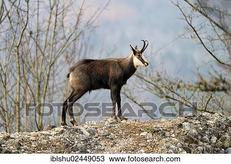 "Chamois (Rupicapra rupicapra), in winter coat, standing on a rock, Canton of Schwyz, Switzerland, Europe" View Large Photo Image Stock Image - "Chamois (Rupicapra rupicapra), in winter coat, standing on a rock, Canton of Schwyz, Switzerland, Europe". Fotosearch