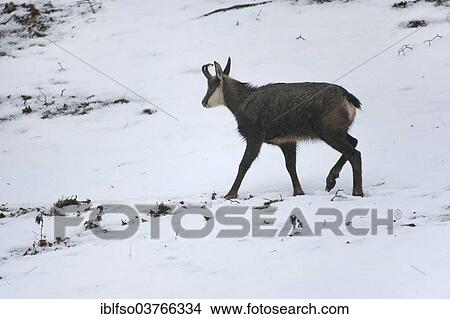 "Chamois (Rupicapra Rupicapra) in the snow, Hesse, Germany, Europe" View Large Photo Image Picture - "Chamois (Rupicapra Rupicapra) in the snow, Hesse, Germany, Europe". Fotosearch