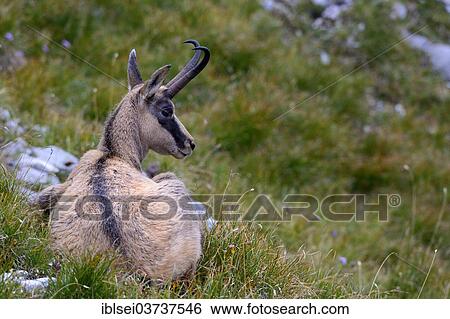 "Chamois (Rupicapra Rupicapra) lying on a mountain pasture, Ammergau Alps, Reutte, Reutte District, Tyrol, Austria, Europe" View Large Photo Image Stock Photograph - "Chamois (Rupicapra Rupicapra) lying on a mountain pasture, Ammergau Alps, Reutte, Reutte District, Tyrol, Austria, Europe". Fotosearch