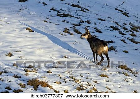 "Chamois (Rupicapra Rupicapra), male in the mating season, Karwendel Mountains, Tyrol, Austria, Europe" View Large Photo Image Stock Photo - "Chamois (Rupicapra Rupicapra), male in the mating season, Karwendel Mountains, Tyrol, Austria, Europe". Fotosearch