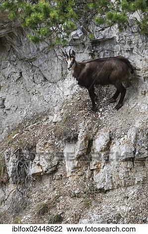 "Chamois (Rupicapra rupicapra) standing in steep terrain, Tyrol, Austria, Europe" View Large Photo Image Stock Image - "Chamois (Rupicapra rupicapra) standing in steep terrain, Tyrol, Austria, Europe". Fotosearch