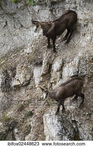 "Chamois (Rupicapra rupicapra) standing in steep terrain, Tyrol, Austria, Europe" View Large Photo Image Stock Image - "Chamois (Rupicapra rupicapra) standing in steep terrain, Tyrol, Austria, Europe". Fotosearch