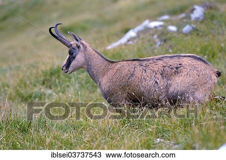 "Chamois (Rupicapra Rupicapra) standing on a mountain pasture, Ammergau Alps, Reutte, Reutte District, Tyrol, Austria, Europe" View Large Photo Image Stock Image - "Chamois (Rupicapra Rupicapra) standing on a mountain pasture, Ammergau Alps, Reutte, Reutte District, Tyrol, Austria, Europe". Fotosearch
