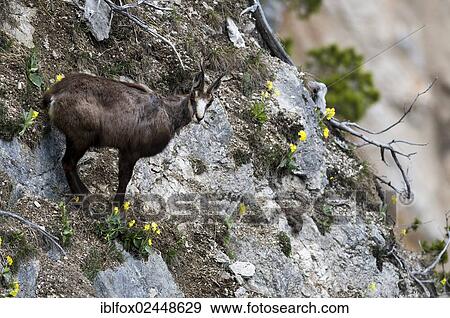 "Chamois (Rupicapra rupicapra) standing in steep terrain, Tyrol, Austria, Europe" View Large Photo Image Stock Photo - "Chamois (Rupicapra rupicapra) standing in steep terrain, Tyrol, Austria, Europe". Fotosearch