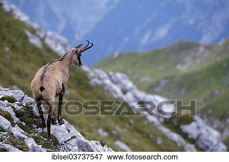 "Chamois (Rupicapra Rupicapra) standing on rocks in a mountain landscape with rocks, Ammergau Alps, Reutte, Reutte District, Tyrol, Austria, Europe" View Large Photo Image Stock Photo - "Chamois (Rupicapra Rupicapra) standing on rocks in a mountain landscape with rocks, Ammergau Alps, Reutte, Reutte District, Tyrol, Austria, Europe". Fotosearch