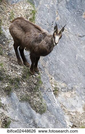 "Chamois (Rupicapra rupicapra) standing in steep terrain, Tyrol, Austria, Europe" View Large Photo Image Stock Photograph - "Chamois (Rupicapra rupicapra) standing in steep terrain, Tyrol, Austria, Europe". Fotosearch