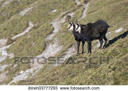 Stock Image - "Chamois (Rupicapra Rupicapra), Karwendel Mountains, Tyrol, Austria, Europe". Fotosearch