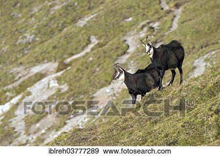 Stock Photo - "Chamois (Rupicapra Rupicapra), Karwendel Mountains, Tyrol, Austria, Europe". Fotosearch