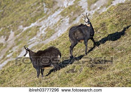 Stock Photograph - "Chamois (Rupicapra Rupicapra), Karwendel Mountains, Tyrol, Austria, Europe". Fotosearch
