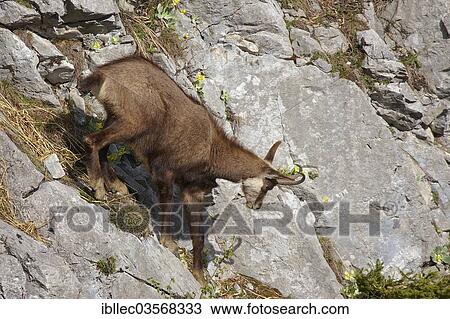"Chamois (Rupicapra rupicapra), Tyrol, Austria, Europe" View Large Photo Image Stock Image - "Chamois (Rupicapra rupicapra), Tyrol, Austria, Europe". Fotosearch