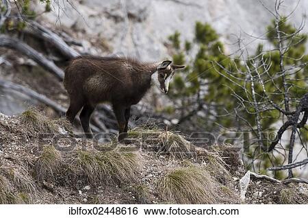Stock Photograph - "Chamois (Rupicapra rupicapra), young, standing at a precipice, Tyrol, Austria, Europe". Fotosearch