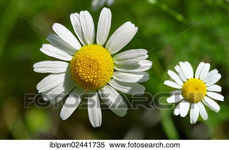 Chamomile flowers (Matricaria chamomilla) View Large Photo Image Stock Photography - Chamomile flowers (Matricaria chamomilla). Fotosearch