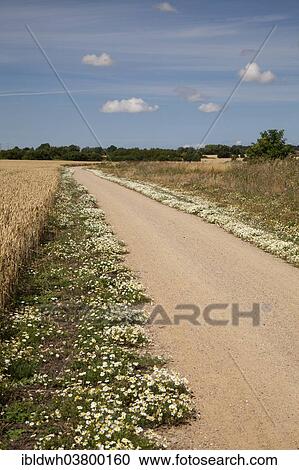 "Chamomile growing along the edges of the coastal bicycle path, Fehmarn island, Schleswig-Holstein, Germany, Europe" View Large Photo Image Stock Image - "Chamomile growing along the edges of the coastal bicycle path, Fehmarn island, Schleswig-Holstein, Germany, Europe". Fotosearch