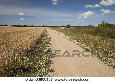 "Chamomile growing along the edges of the coastal bicycle path, Fehmarn island, Schleswig-Holstein, Germany, Europe" View Large Photo Image Stock Photo - "Chamomile growing along the edges of the coastal bicycle path, Fehmarn island, Schleswig-Holstein, Germany, Europe". Fotosearch