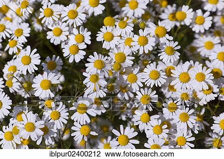 "Chamomile (Matricaria chamomilla), in full bloom" View Large Photo Image Stock Image - "Chamomile (Matricaria chamomilla), in full bloom". Fotosearch