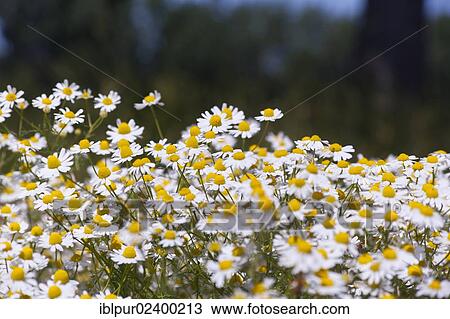Stock Image - "Chamomile (Matricaria chamomilla), in full bloom". Fotosearch
