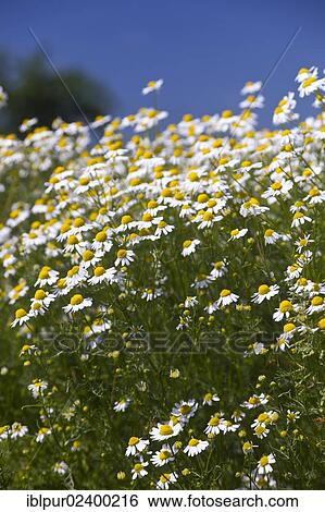 "Chamomile (Matricaria chamomilla), in full bloom" View Large Photo Image Stock Photograph - "Chamomile (Matricaria chamomilla), in full bloom". Fotosearch