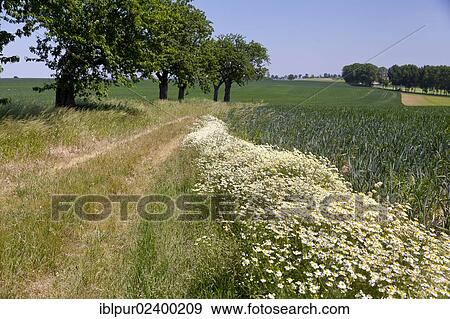 "Chamomile (Matricaria chamomilla) flowers growing abundantly along a dirt road in Neckanitz, Kirschallee, near Lommatzsch, Saxony, Germany, Europe" View Large Photo Image Stock Photo - "Chamomile (Matricaria chamomilla) flowers growing abundantly along a dirt road in Neckanitz, Kirschallee, near Lommatzsch, Saxony, Germany, Europe". Fotosearch