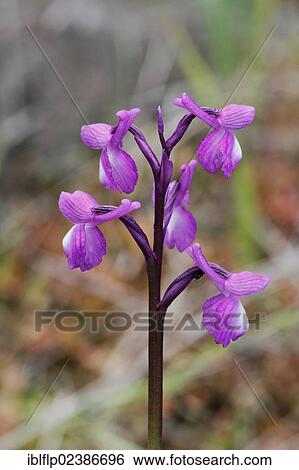 "Champagne's Orchid (Orchis champagneuxii), close-up of flowerspike, Andalucia, Spain, Europe" View Large Photo Image Stock Photograph - "Champagne's Orchid (Orchis champagneuxii), close-up of flowerspike, Andalucia, Spain, Europe". Fotosearch