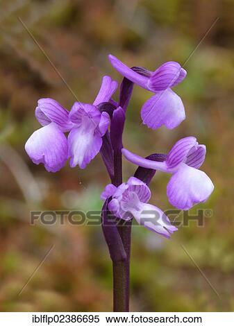 "Champagne's Orchid (Orchis champagneuxii), close-up of flowerspike, Andalucia, Spain, Europe" View Large Photo Image Stock Photography - "Champagne's Orchid (Orchis champagneuxii), close-up of flowerspike, Andalucia, Spain, Europe". Fotosearch