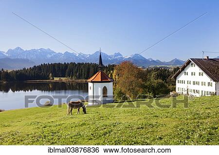 "Chapel on Lake Hergratsried with Allgau Alps, near Fussen, Ostallgau, Allgau, Bavaria, Germany, Europe" View Large Photo Image Stock Photograph - "Chapel on Lake Hergratsried with Allgau Alps, near Fussen, Ostallgau, Allgau, Bavaria, Germany, Europe". Fotosearch