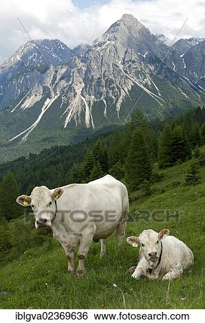 Stock Photograph - "Charolais cow and calf grazing on a mountain in Tyrol, Ehrwald, Austria, Europe". Fotosearch