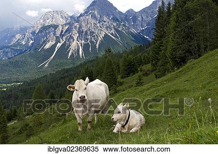 "Charolais cow and calf grazing on a mountain in Tyrol, Ehrwald, Austria, Europe" View Large Photo Image Stock Photography - "Charolais cow and calf grazing on a mountain in Tyrol, Ehrwald, Austria, Europe". Fotosearch