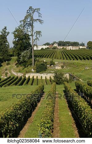 Picture - "Chateau Laroque vineyard, AOC Saint Emilion, Bordeaux, Aquitaine, France, Europe". Fotosearch