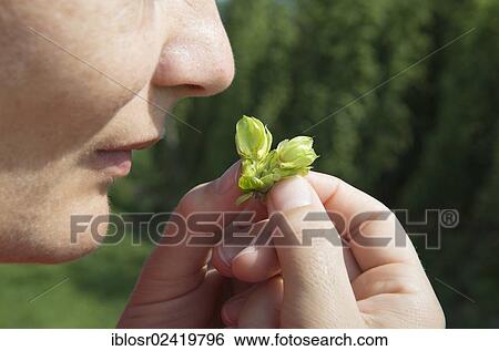 Checking the quality of Hops (Humulus lupulus), smelling a flower cone, Mainburg, Hallertau area, Bavaria, Germany, Europe View Large Photo Image Stock Photograph - Checking the quality of Hops (Humulus lupulus), smelling a flower cone, Mainburg, Hallertau area, Bavaria, Germany, Europe. Fotosearch