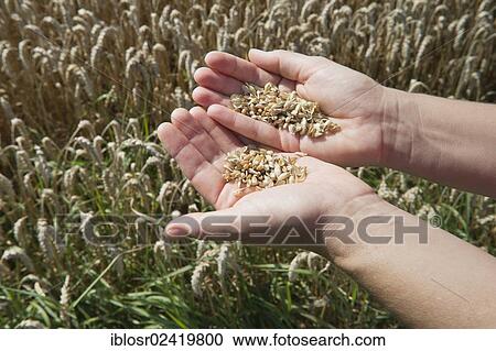 Checking the quality of Wheat (Triticum), holding grains in hands, Mainburg, Hallertau area, Bavaria, Germany, Europe View Large Photo Image Stock Image - Checking the quality of Wheat (Triticum), holding grains in hands, Mainburg, Hallertau area, Bavaria, Germany, Europe. Fotosearch