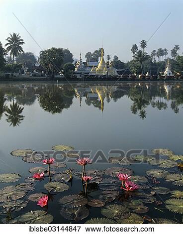"Chedis of Wat Chong Kham and Wat Chong Klang reflected in the Nong Jong Kham lake, lotus flowers, lotus pond, Mae Hong Son, Northern Thailand, Thailand, Asia" View Large Photo Image Stock Photo - "Chedis of Wat Chong Kham and Wat Chong Klang reflected in the Nong Jong Kham lake, lotus flowers, lotus pond, Mae Hong Son, Northern Thailand, Thailand, Asia". Fotosearch