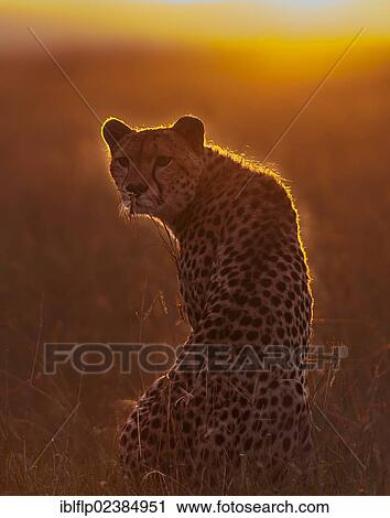 Stock Image - "Cheetah (Acinonyx jubatus), adult, looking for prey, backlit at sunrise, Massai Mara, Serengeti, Rift Valley province, Kenya, Africa". Fotosearch
