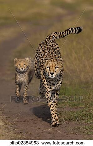 "Cheetah (Acinonyx jubatus), adult female and cub, running on track, Massai Mara, Serengeti, Rift Valley province, Kenya, Africa" View Large Photo Image Stock Image - "Cheetah (Acinonyx jubatus), adult female and cub, running on track, Massai Mara, Serengeti, Rift Valley province, Kenya, Africa". Fotosearch