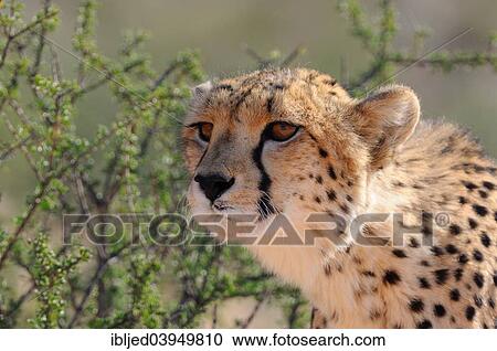 "Cheetah (Acinonyx jubatus), adult male, Kgalagadi Transfrontier Park, South Africa, Africa" View Large Photo Image Stock Image - "Cheetah (Acinonyx jubatus), adult male, Kgalagadi Transfrontier Park, South Africa, Africa". Fotosearch