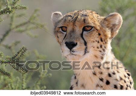 "Cheetah (Acinonyx jubatus), adult male, Kgalagadi Transfrontier Park, South Africa, Africa" View Large Photo Image Stock Image - "Cheetah (Acinonyx jubatus), adult male, Kgalagadi Transfrontier Park, South Africa, Africa". Fotosearch