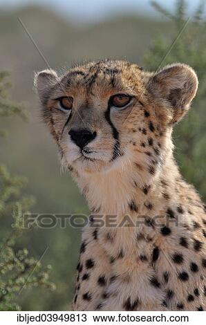 "Cheetah (Acinonyx jubatus), adult male, Kgalagadi Transfrontier Park, South Africa, Africa" View Large Photo Image Stock Image - "Cheetah (Acinonyx jubatus), adult male, Kgalagadi Transfrontier Park, South Africa, Africa". Fotosearch
