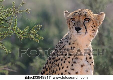 "Cheetah (Acinonyx jubatus), adult male, Kgalagadi Transfrontier Park, South Africa, Africa" View Large Photo Image Stock Photo - "Cheetah (Acinonyx jubatus), adult male, Kgalagadi Transfrontier Park, South Africa, Africa". Fotosearch