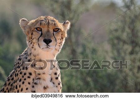 "Cheetah (Acinonyx jubatus), adult male, Kgalagadi Transfrontier Park, South Africa, Africa" View Large Photo Image Stock Photograph - "Cheetah (Acinonyx jubatus), adult male, Kgalagadi Transfrontier Park, South Africa, Africa". Fotosearch