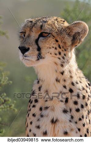 "Cheetah (Acinonyx jubatus), adult male, Kgalagadi Transfrontier Park, South Africa, Africa" View Large Photo Image Stock Photography - "Cheetah (Acinonyx jubatus), adult male, Kgalagadi Transfrontier Park, South Africa, Africa". Fotosearch