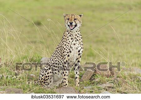"Cheetah (Acinonyx jubatus) calling, Massai Mara, Serengeti, Rift Valley province, Kenya, Africa" View Large Photo Image Stock Photo - "Cheetah (Acinonyx jubatus) calling, Massai Mara, Serengeti, Rift Valley province, Kenya, Africa". Fotosearch