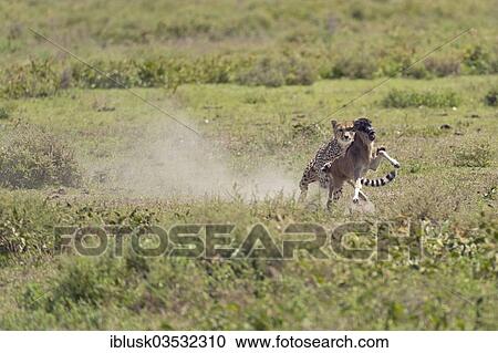Stock Image - "Cheetah (Acinonyx jubatus) chasing a Blue Wildebeest (Connochaetes taurinus) calf, Serengeti, Tanzania, Africa". Fotosearch