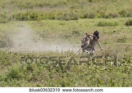 Stock Photo - "Cheetah (Acinonyx jubatus) chasing a Blue Wildebeest (Connochaetes taurinus) calf, Serengeti, Tanzania, Africa". Fotosearch