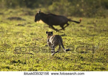 "Cheetah (Acinonyx jubatus) chasing a Blue Wildebeest (Connochaetes taurinus), Massai Mara, Serengeti, Rift Valley province, Kenya, Africa" View Large Photo Image Stock Photograph - "Cheetah (Acinonyx jubatus) chasing a Blue Wildebeest (Connochaetes taurinus), Massai Mara, Serengeti, Rift Valley province, Kenya, Africa". Fotosearch
