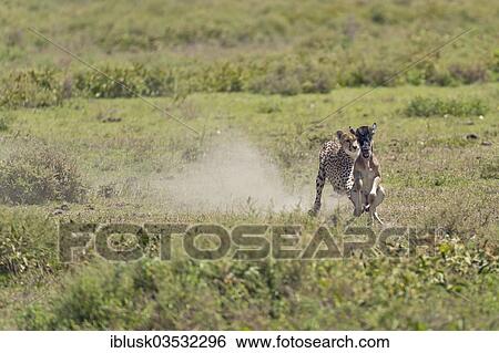 "Cheetah (Acinonyx jubatus) chasing a Blue Wildebeest (Connochaetes taurinus) calf, Serengeti, Tanzania, Africa" View Large Photo Image Stock Photograph - "Cheetah (Acinonyx jubatus) chasing a Blue Wildebeest (Connochaetes taurinus) calf, Serengeti, Tanzania, Africa". Fotosearch