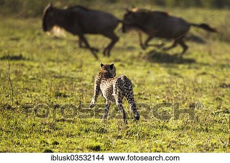 "Cheetah (Acinonyx jubatus) chasing Blue Wildebeest (Connochaetes taurinus), Massai Mara, Serengeti, Rift Valley province, Kenya, Africa" View Large Photo Image Picture - "Cheetah (Acinonyx jubatus) chasing Blue Wildebeest (Connochaetes taurinus), Massai Mara, Serengeti, Rift Valley province, Kenya, Africa". Fotosearch