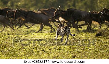 "Cheetah (Acinonyx jubatus) chasing Blue Wildebeest (Connochaetes taurinus), Massai Mara, Serengeti, Rift Valley province, Kenya, Africa" View Large Photo Image Picture - "Cheetah (Acinonyx jubatus) chasing Blue Wildebeest (Connochaetes taurinus), Massai Mara, Serengeti, Rift Valley province, Kenya, Africa". Fotosearch