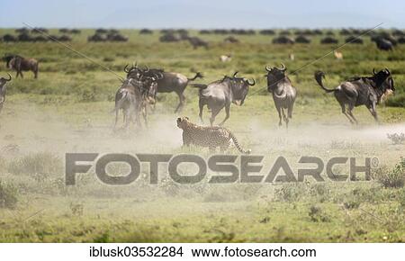 "Cheetah (Acinonyx jubatus) chasing Blue Wildebeest (Connochaetes taurinus), Serengeti, Tanzania, Africa" View Large Photo Image Picture - "Cheetah (Acinonyx jubatus) chasing Blue Wildebeest (Connochaetes taurinus), Serengeti, Tanzania, Africa". Fotosearch
