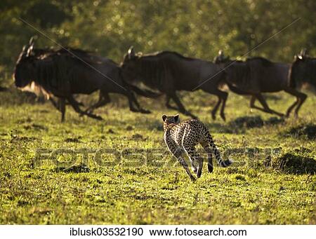 "Cheetah (Acinonyx jubatus) chasing wildebeest (Connochaetes taurinus), Massai Mara, Serengeti, Rift Valley province, Kenya, Africa" View Large Photo Image Stock Image - "Cheetah (Acinonyx jubatus) chasing wildebeest (Connochaetes taurinus), Massai Mara, Serengeti, Rift Valley province, Kenya, Africa". Fotosearch