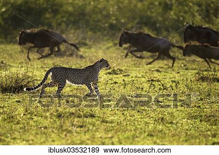 "Cheetah (Acinonyx jubatus) chasing Blue Wildebeest (Connochaetes taurinus), Massai Mara, Serengeti, Rift Valley province, Kenya, Africa" View Large Photo Image Stock Photo - "Cheetah (Acinonyx jubatus) chasing Blue Wildebeest (Connochaetes taurinus), Massai Mara, Serengeti, Rift Valley province, Kenya, Africa". Fotosearch